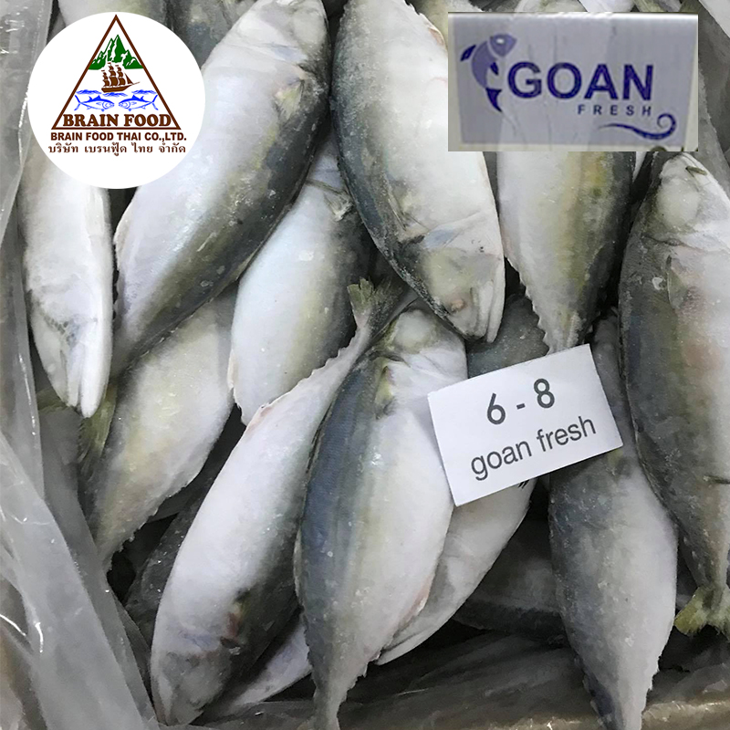 Goan fresh-ปลาทูสดแช่แข็ง ไซด์ 6/8